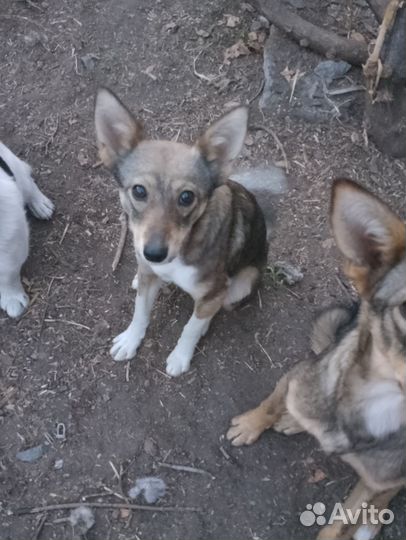 Щенок в хорошие руки