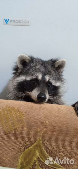 Ищем невесту