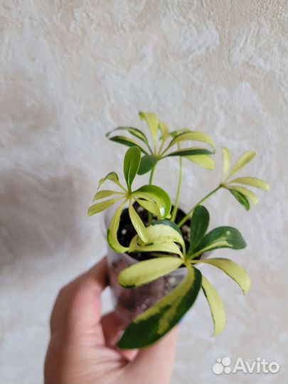 Шеффлера Мадам де Смет