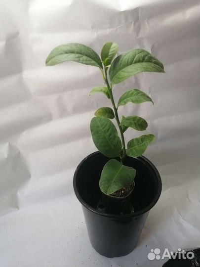 Цитрон рука будды