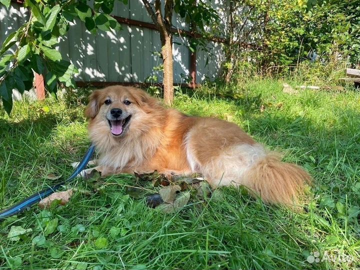 Кобель Рафаэль в хорошую семью бесплатно