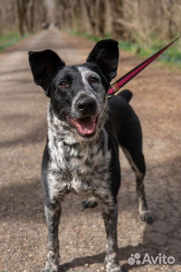 Очаровательная Санта ищет дом