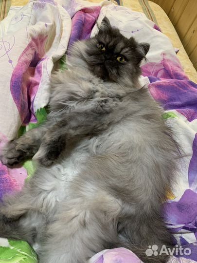 Персидский кот