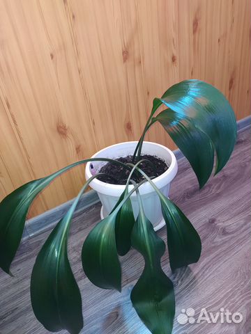 Продам цветы комнатные