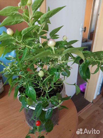 Горький перчик