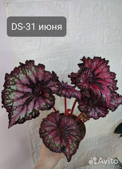 Декоративнолиственные бегонии