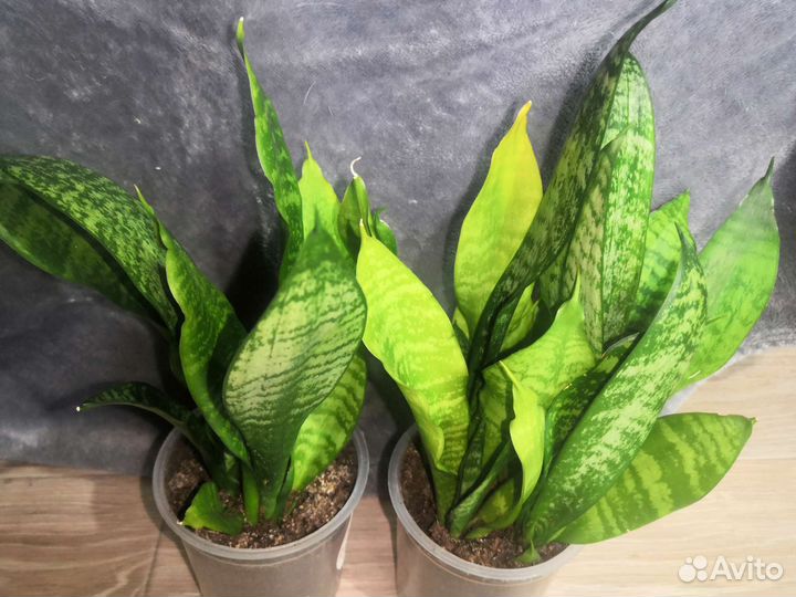 Растения для дома