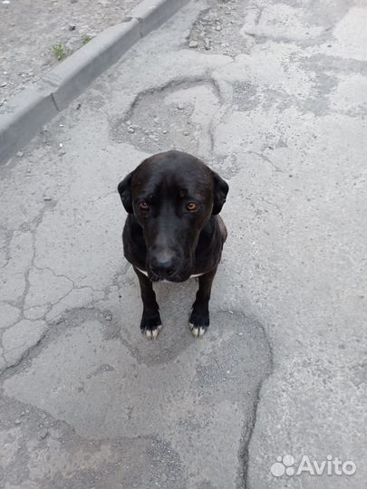 Собака в добрые руки