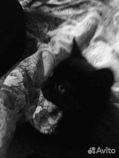 Котята черные