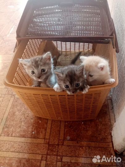 Кошка в дар