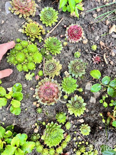 Молодило набор