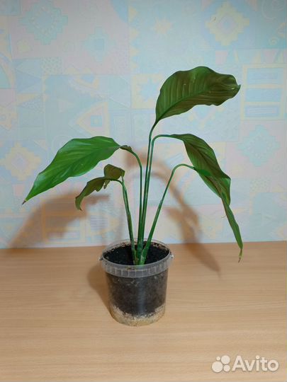 Спатифиллум