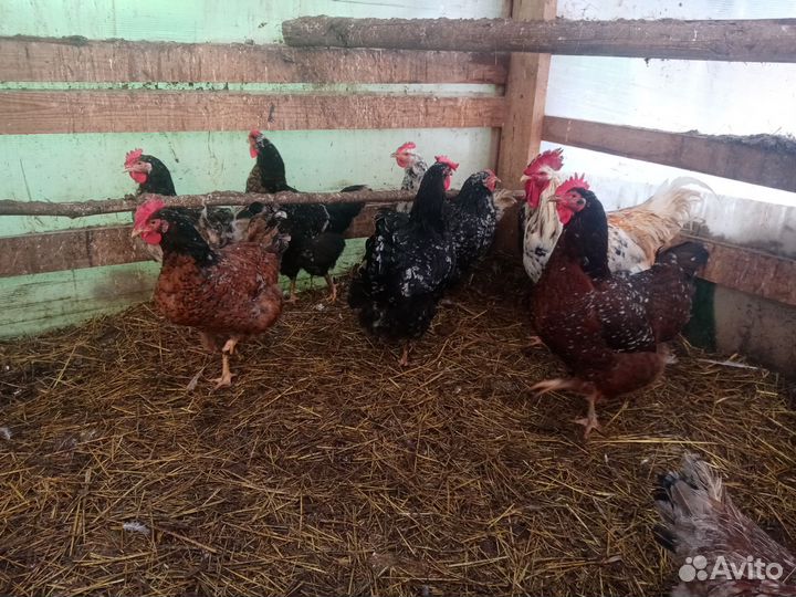 Петухи и курицы