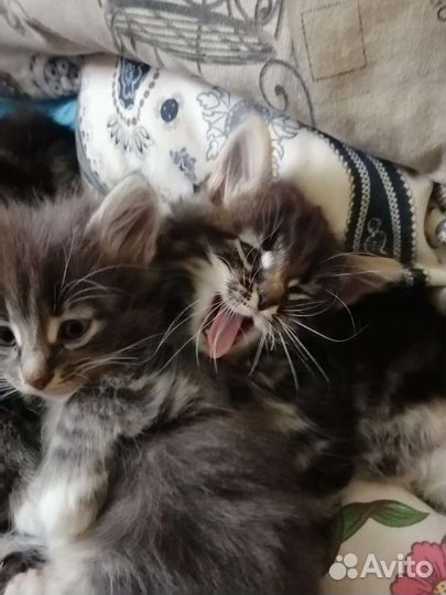 Кошка в дар мей-кун