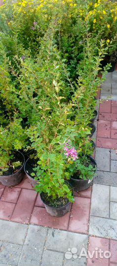 Гортензия метельчатая, лапчатка монарда