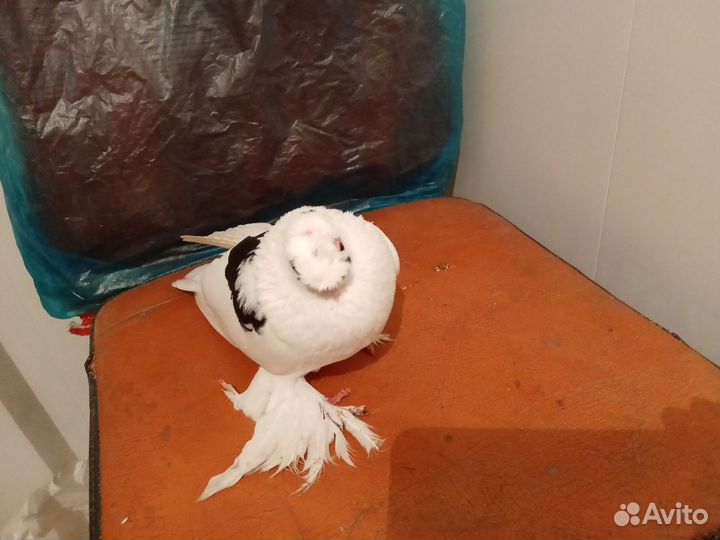 Голуби узбеки