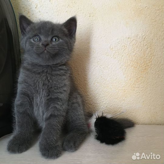 Продам котят
