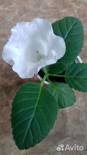 Глоксинии (много сортов)