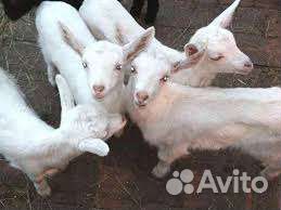 Дойные козы и козлики от 10 дней