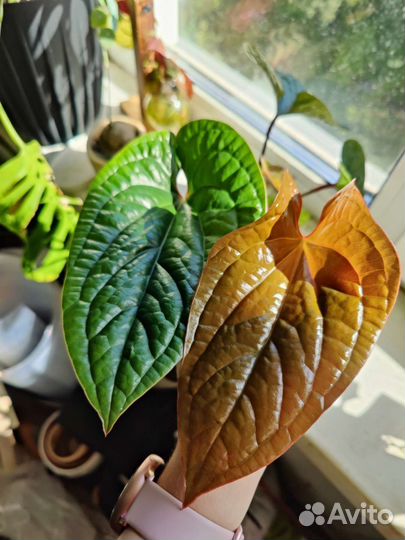 Антуриум сирих