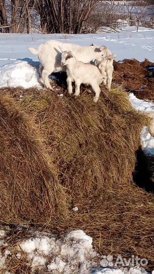 Козлята, козы