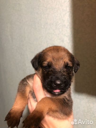 Щенок пупсик милый в добрые руки
