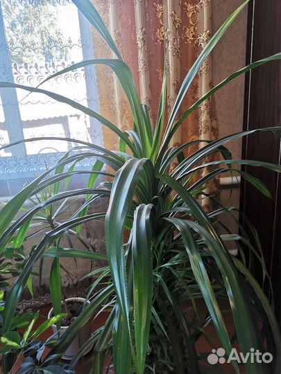 Пальма панданус