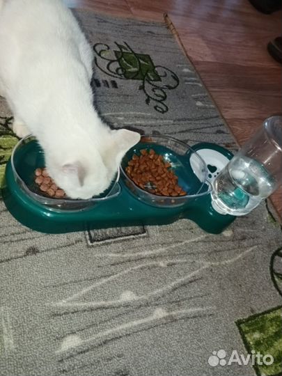 Кошка в добрые руки