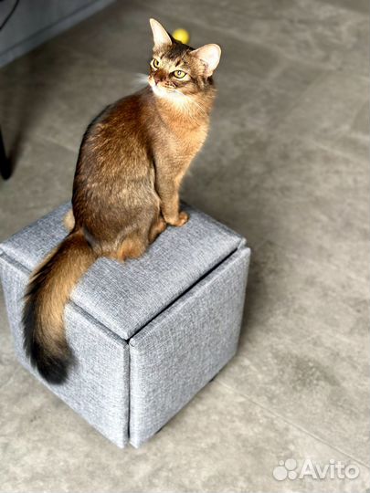Сомалийская кошка