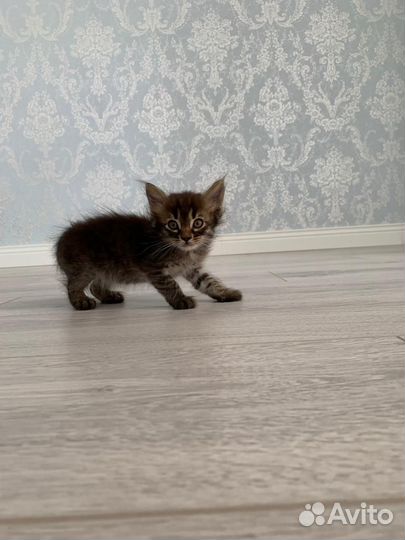 Котята в добрые руки бесплатно