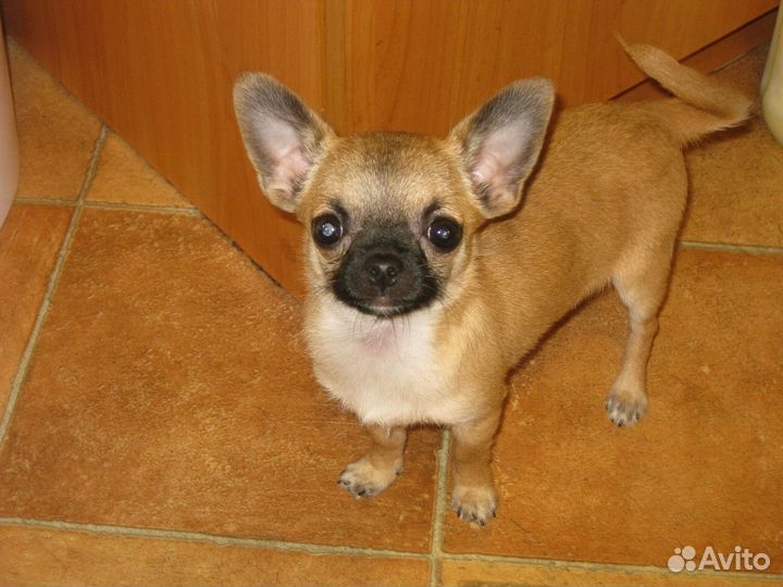 Вязка. Мини кобель Чихуахуа