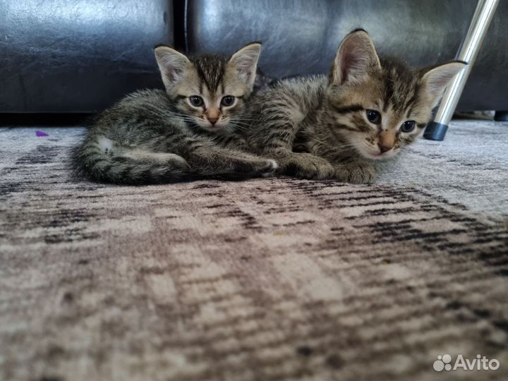 Кошки в добрые руки