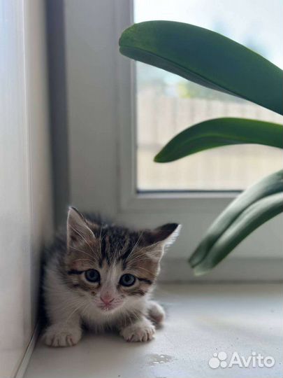 Кошки в добрые руки бесплатно