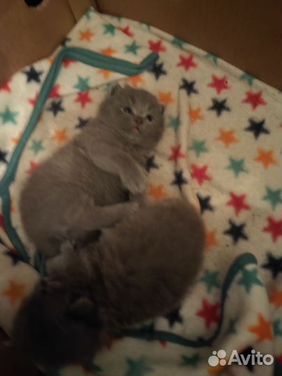 Британские котята