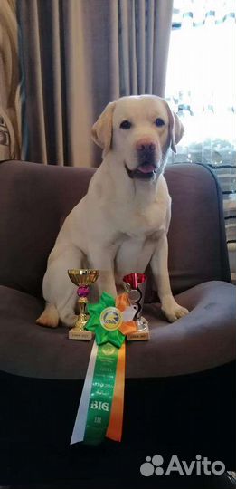 Щенки лабрадора
