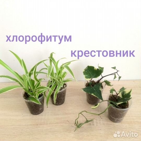 Комнатные растения любые