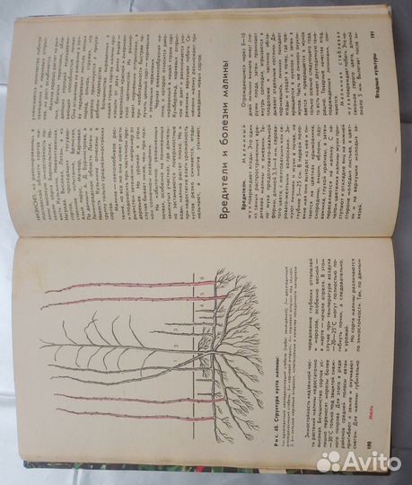 Календарь плодовода любителя