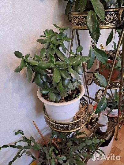 Денежное дерево