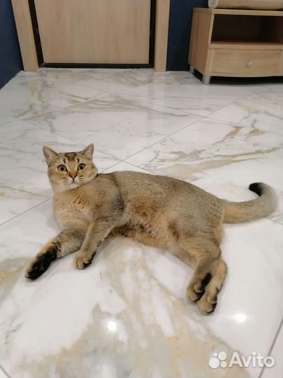 Кот шотландец