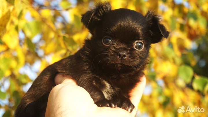 Чихуахуа супермини