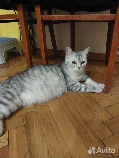 Скотиш страйт