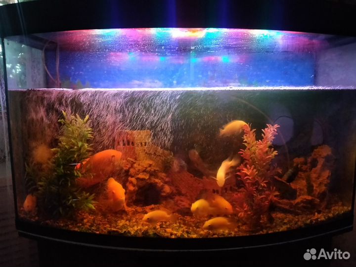 Аквариум с рыбками, на 250 литров