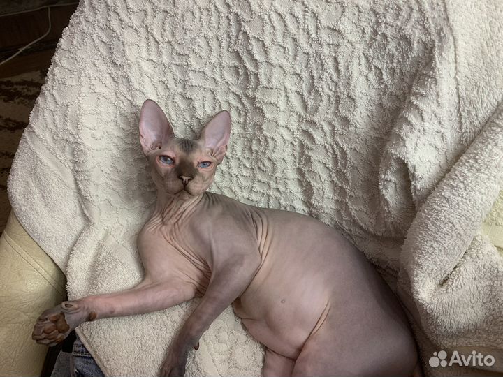 Донской сфинкс