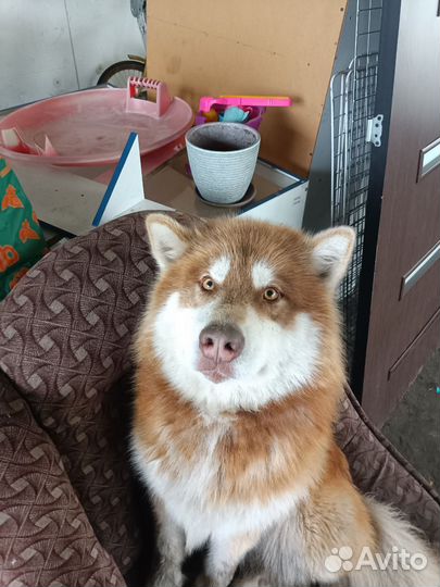 Аляскинский маламут вязка