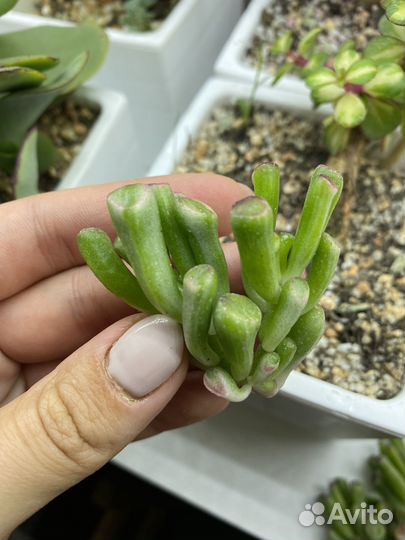 Крассула Gollum White