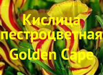 Кислица Golden Cape (Голден Кейп) (луковицы)
