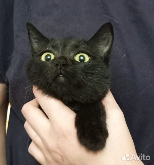 Кошечка с интересным хвостиком