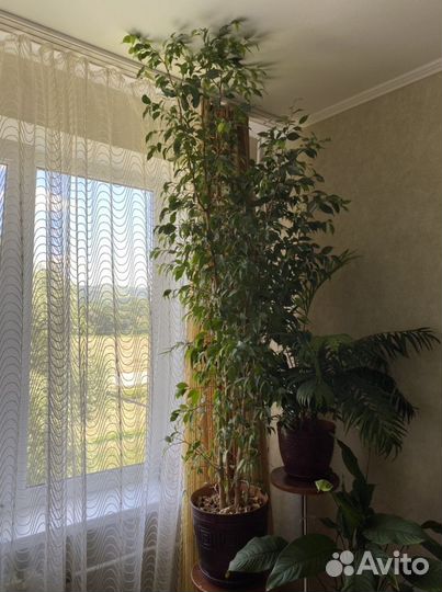 Фикус бенджамина