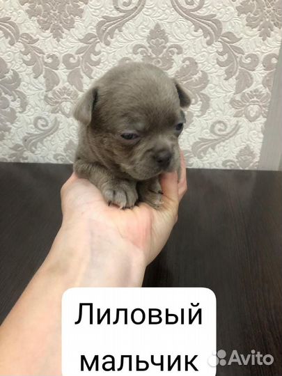 Чихуахуа