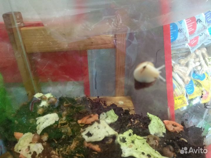 Улитки ахатины